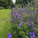 Fletching Garden Trail purple flowers
