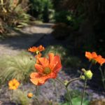 Fletching Garden Trail orange flowers