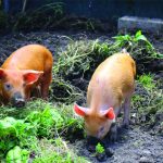Fletching Garden Trail pigs