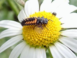 ecosystems image of bee pollinating flower