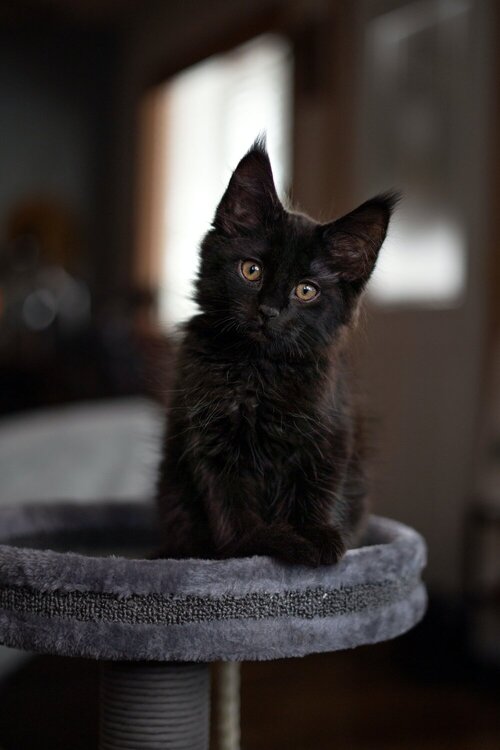 black cat - black kitten on cat tower