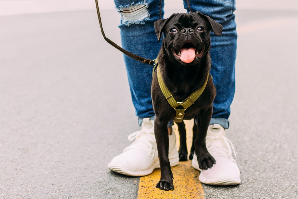 walking your dog - black pug on a leash out for a walk with person behind them