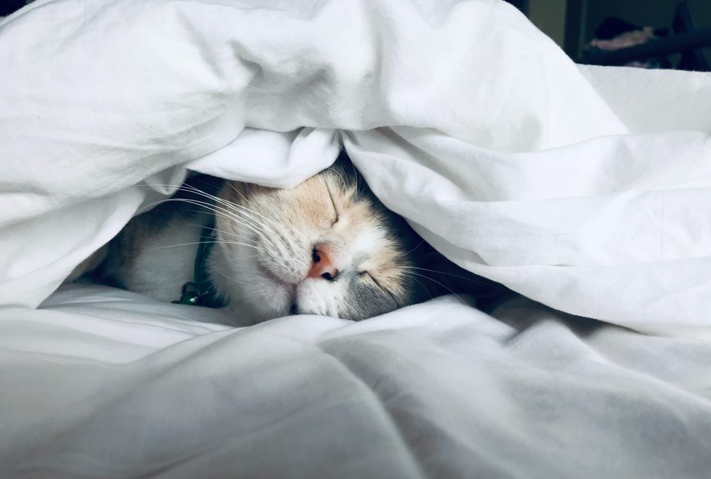 CommunityAd Trades - Health & Wellbeing - good sleep - cat asleep on bed under duvet