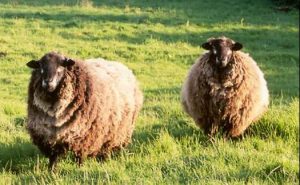CommunityAd Exclusive - Romney Sheep
