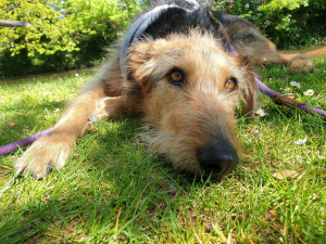CommunityAd Exclusive - Kent Greyhound Rescue
