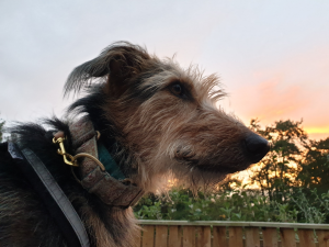 CommunityAd Exclusive - Kent Greyhound Rescue