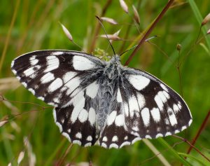 CommunityAd Exclusive - Butterflies of Ditchling Common