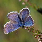 CommunityAd Exclusive - Butterflies of Ditchling Common