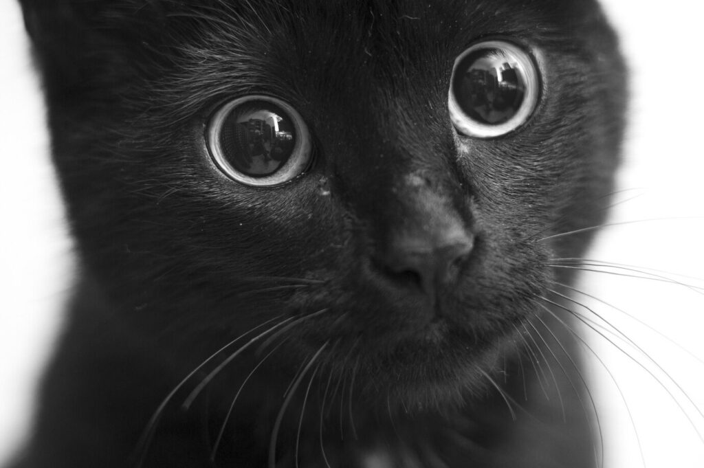 National Black Cat Day greyscale-closeup-shot-black-cat-with-cute-eyes_181624-15838