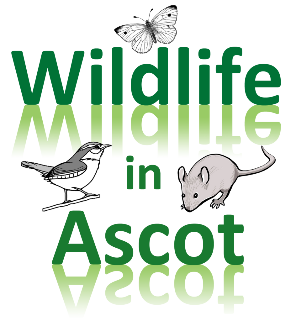 CommunityAd Exclusive - Wildlife in Ascot