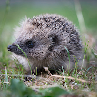 CommunityAd Exclusive - Help For Hedgehogs with Hurst Hedgehog Haven